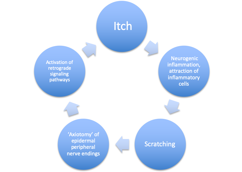 Prurigo nodularis inflammatory cycle