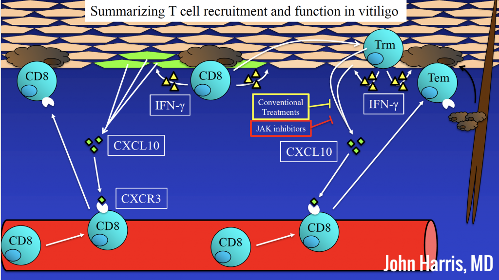 Summarizing T cell recruitment and function in vitiligo