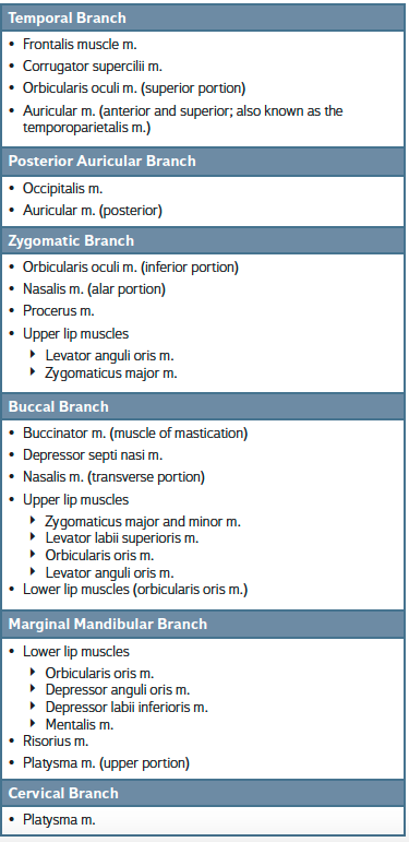 CRANIAL NERVE VII BRANCHES AND MUSCLES SUPPLIED