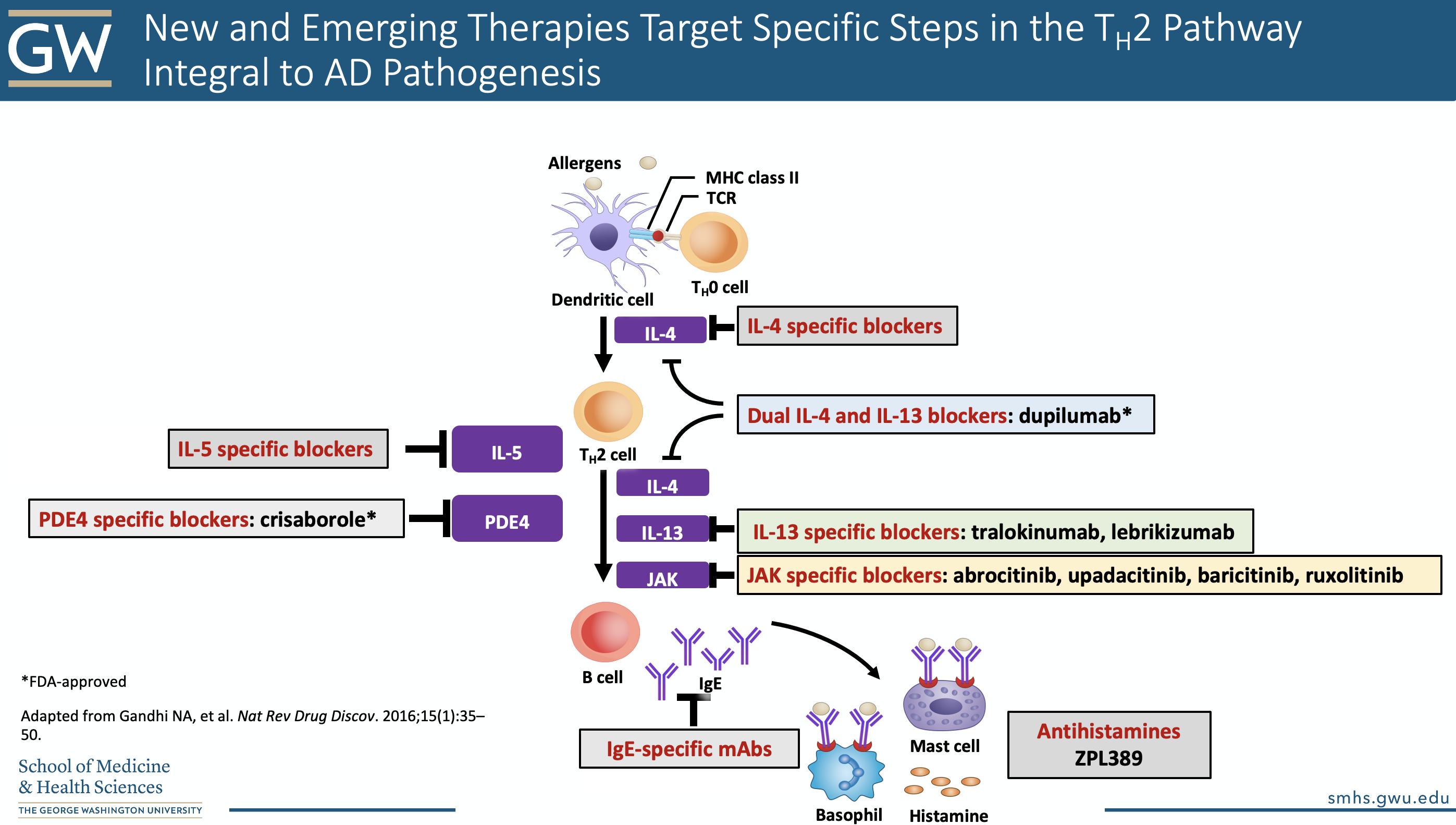 New and Emerging Therapies Target Specific Steps in the TH2 Pathway Integral to AD Pathogenesis