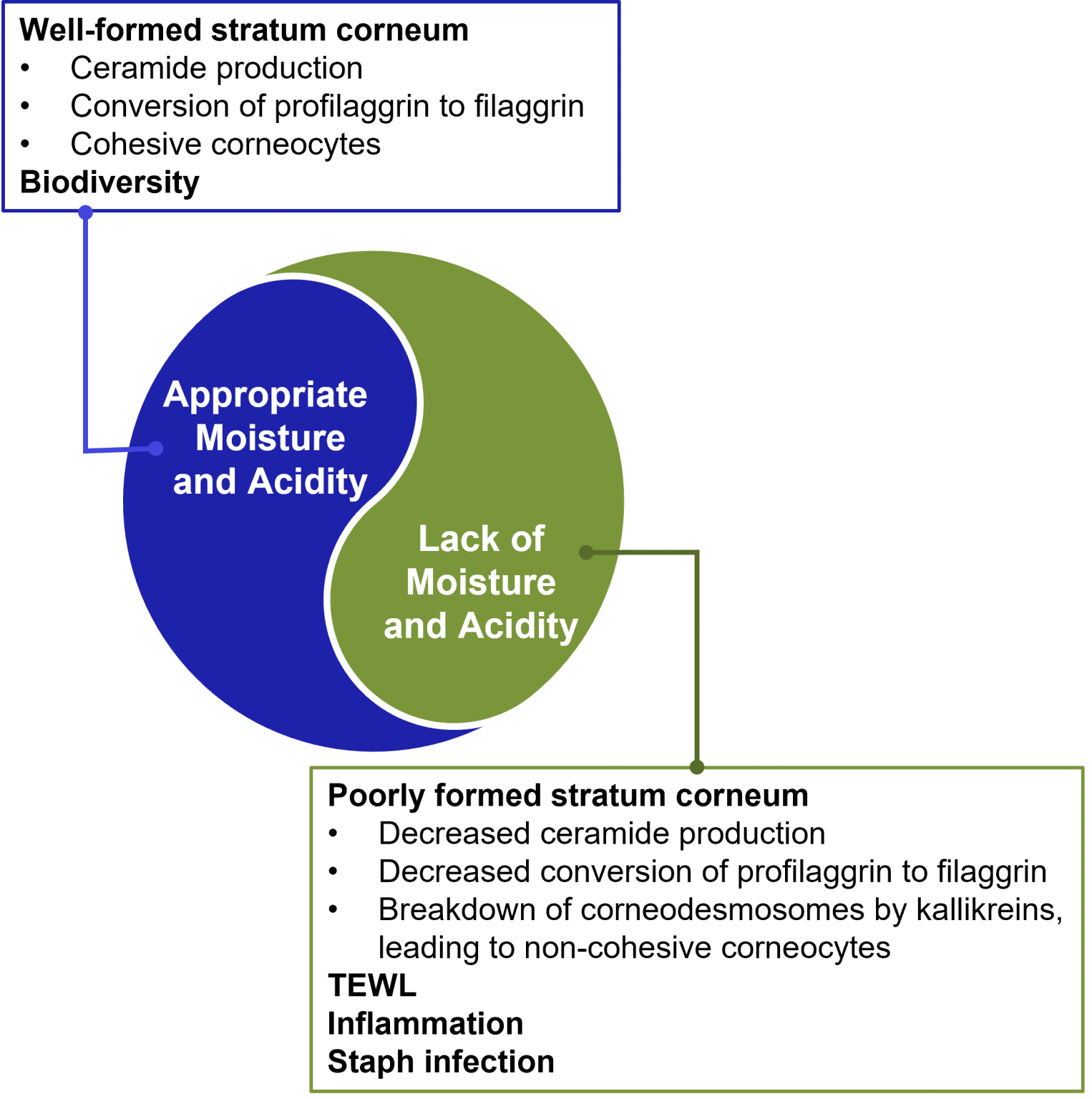 Thinking Oat Loud Colloidal Oat for Eczema and Beyond Next Steps in